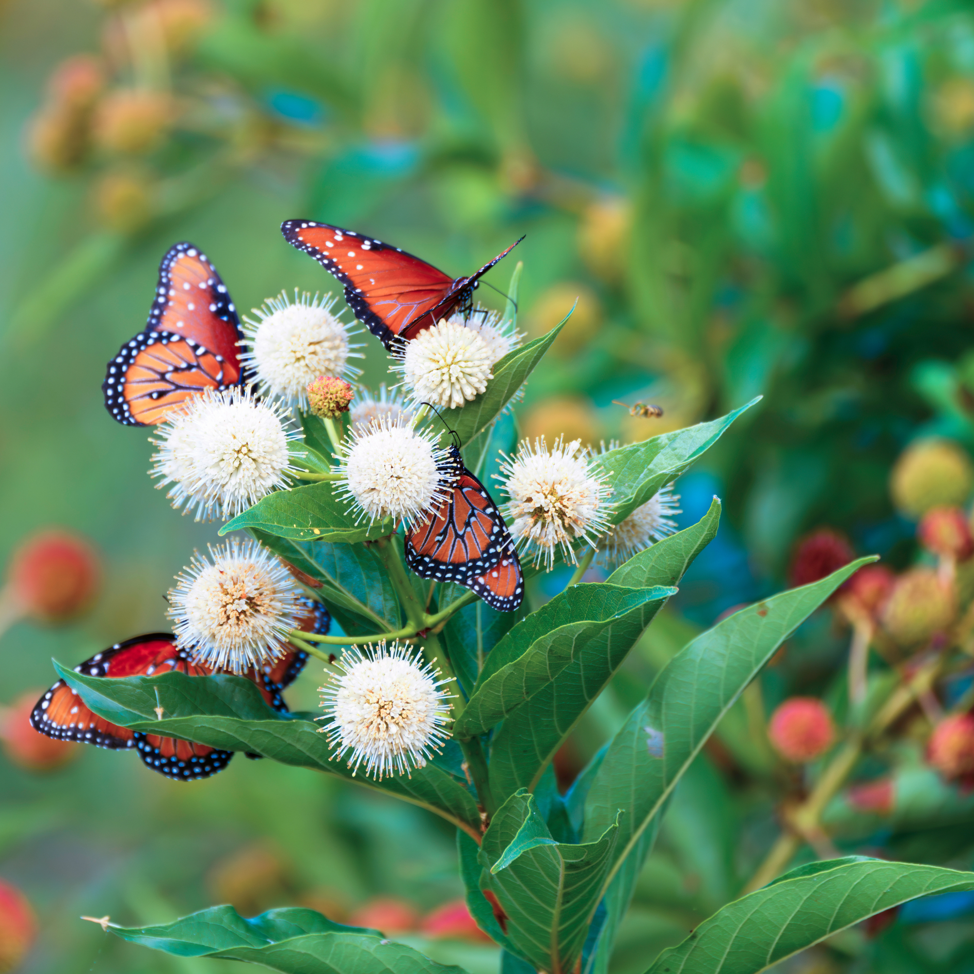 A group of brightly colored Monarch butterflies, or Danaus plexippus, feeds on a Buttonbush. A lone honeybee approaches to join them.