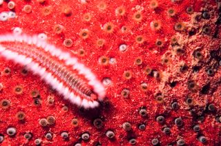 orange fireworm in Mediterranean Sea