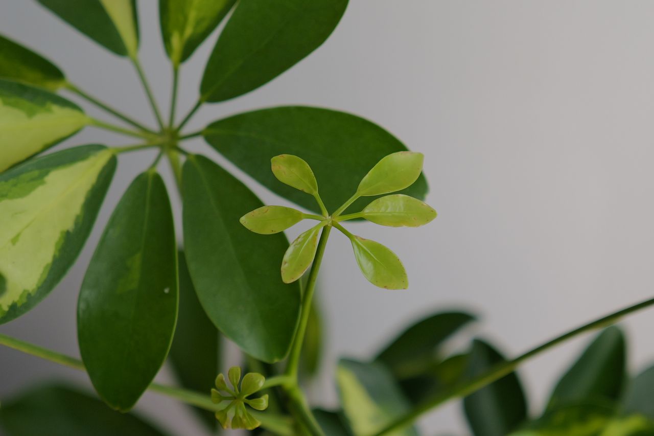 A photo of a plant taken on a Leica Q3 43 camera