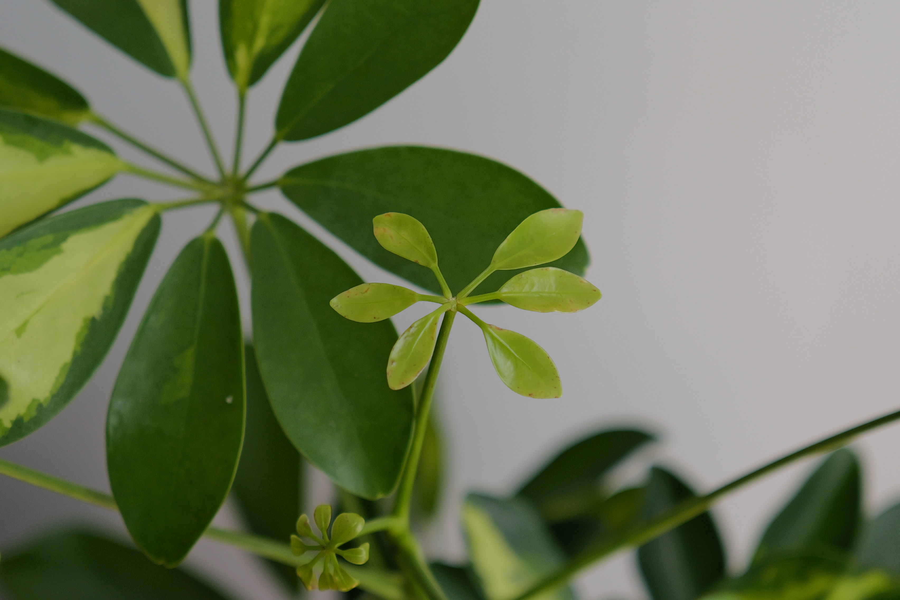 A photo of a plant taken on a Leica Q3 43 camera