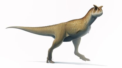 The newfound dinosaur Guemesia ochoai may have looked a bit like this other abelisaurid, the horned Carnotaurus sastrei. 