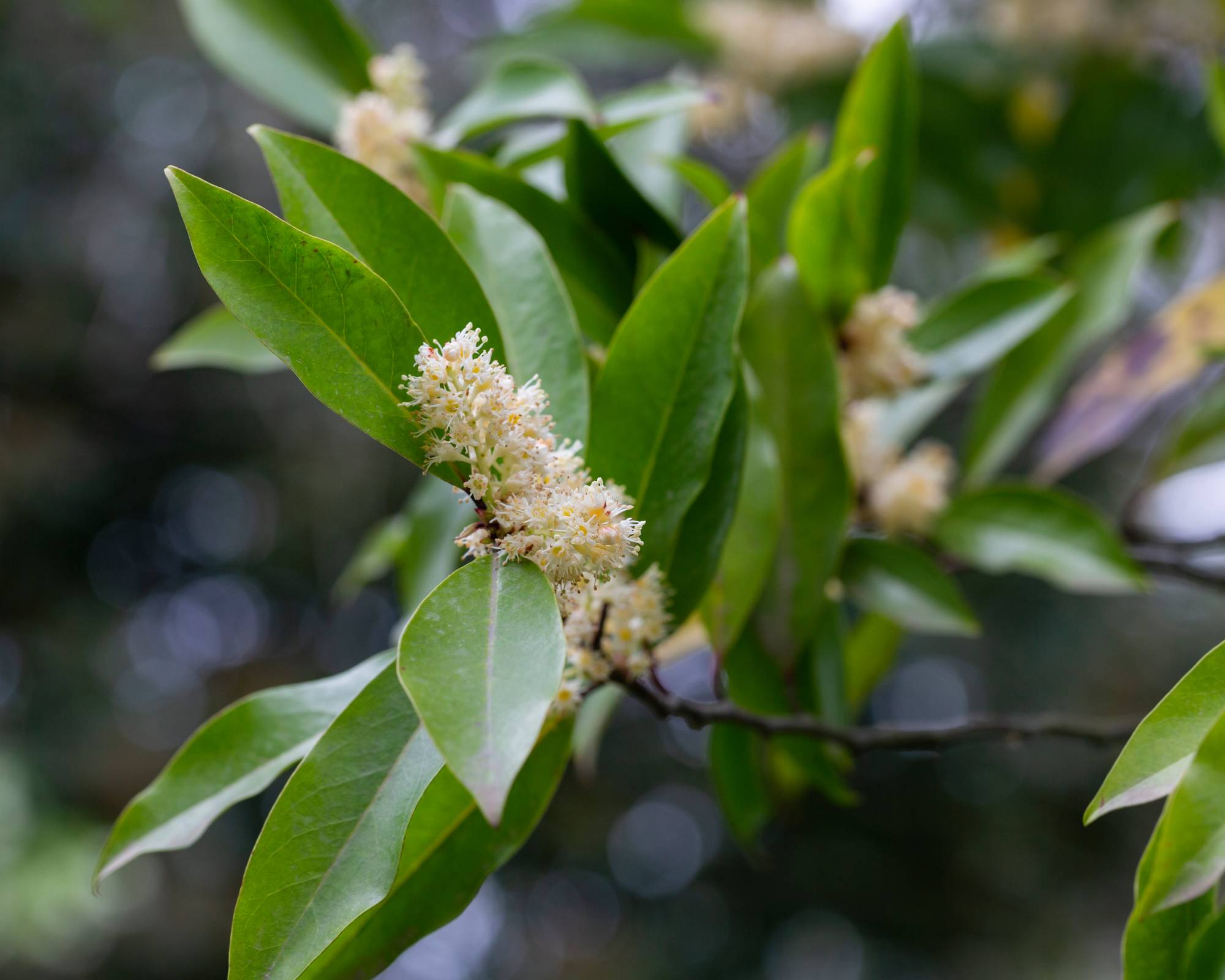 Carolina cherry laurel shrub flowers