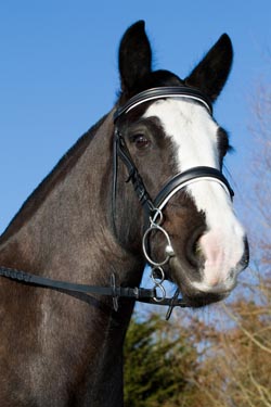 World Horse Welfare