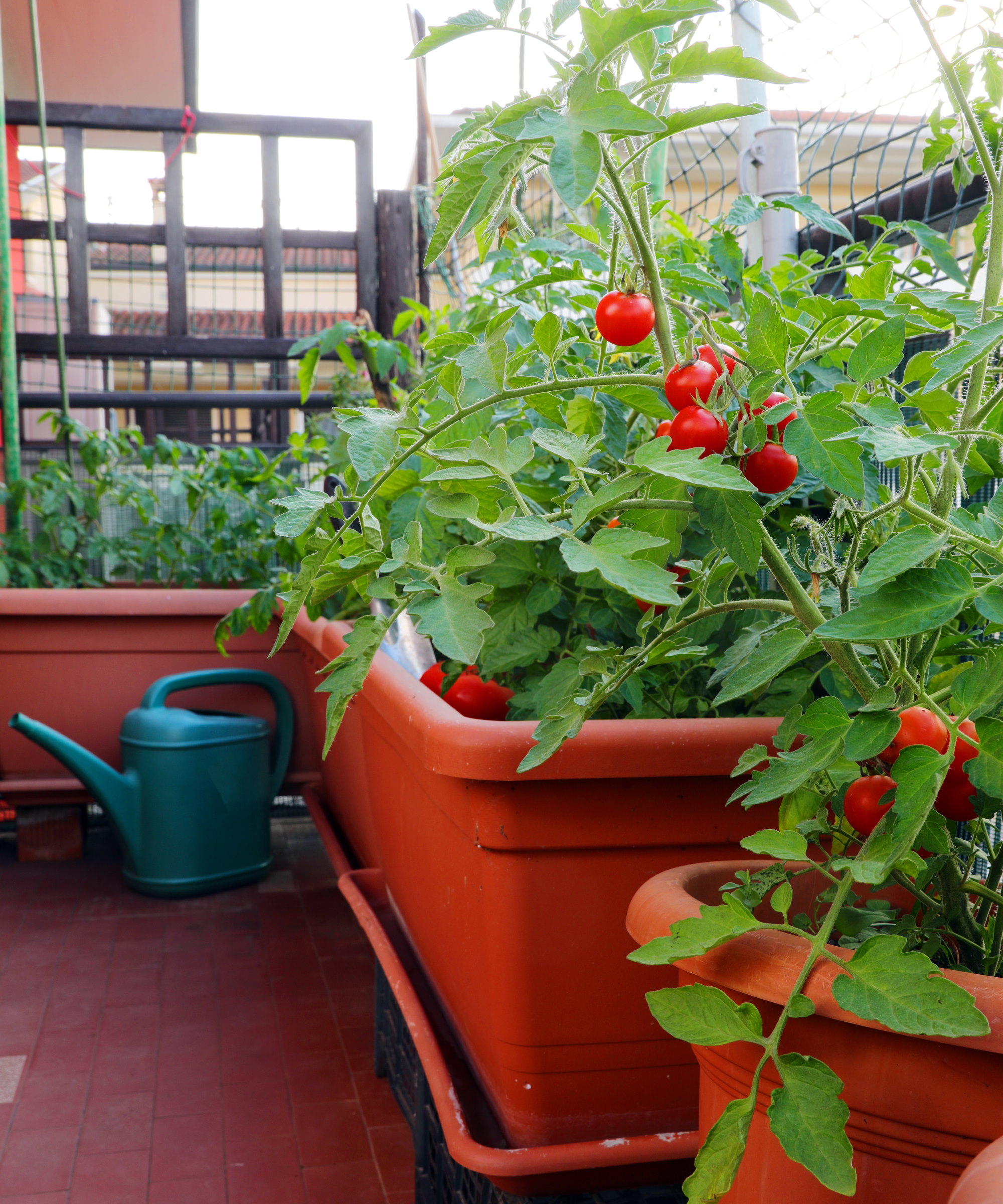 Tomato plants growing in containers on a balcony