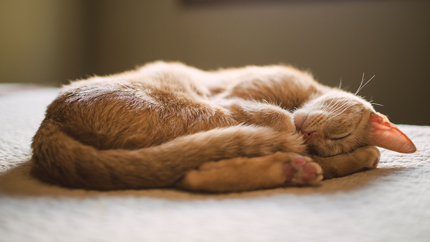 Orange cat sleeping on left side in curled up position