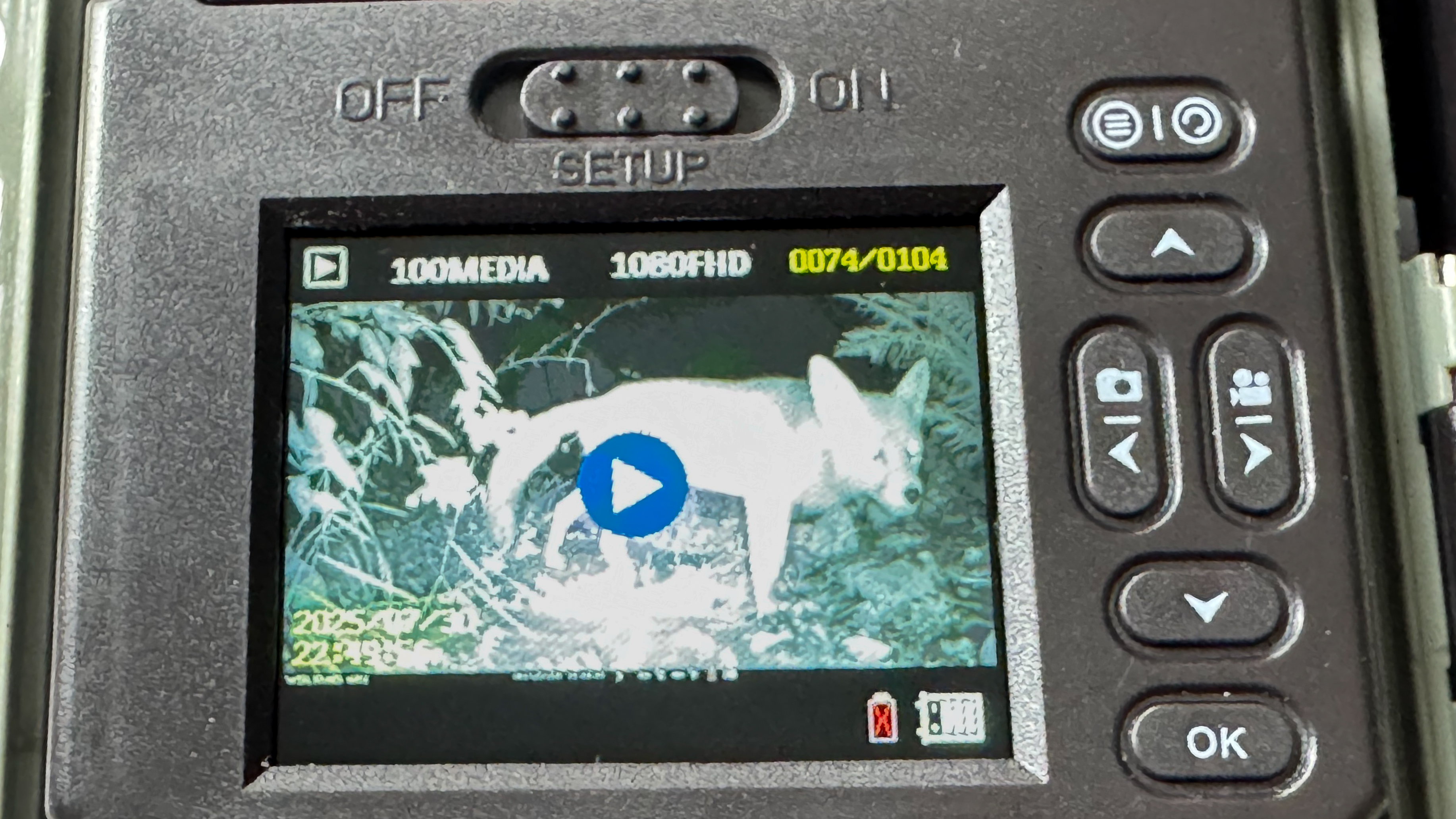 Image of a fox on the replay screen of Wolfang WT02 trail cameras