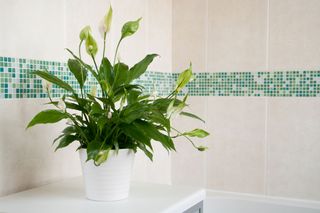 peace lily in a bathroom