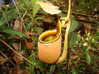 The carnivorous pitcher plant <em>Nepenthes bicalcarata</em> can reach heights up to 65 feet (20 meters) into the forest canopy, a record for the genus. 