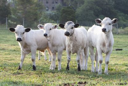 Ancient white park calves