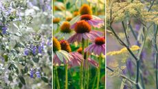 composite image of drought-tolerant plants