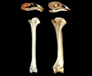 A CT scan of D. robustus (left) and P. australis (right) leg bones, scaled to be the same size. Although D. robustus was four-times heavier than P. australis, its leg bones were comparatively thinner and less robust.