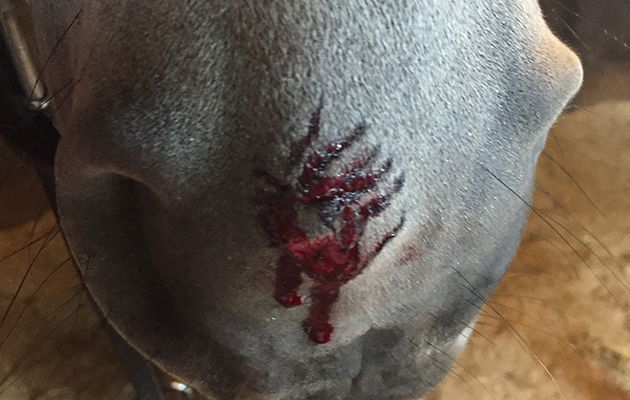 Dog Attack-1