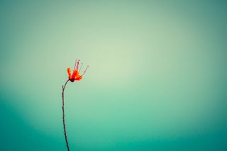 GuruShots Memorable Minimalism winning images