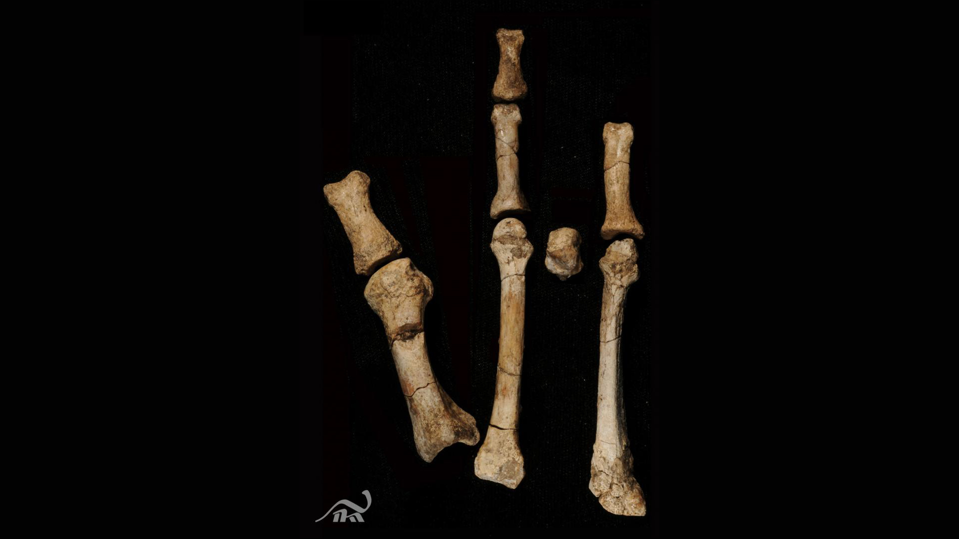 Eight fossil bones found in Ethiopia make up the 