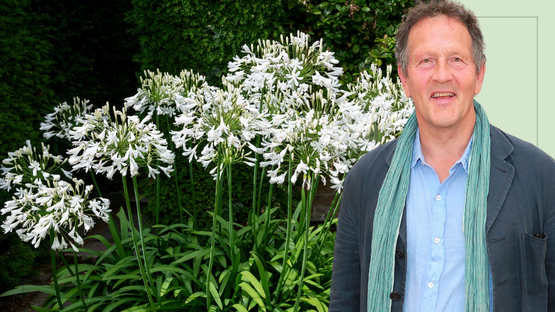 picture of agapanthus growing in the garden and cut out of monty don over top