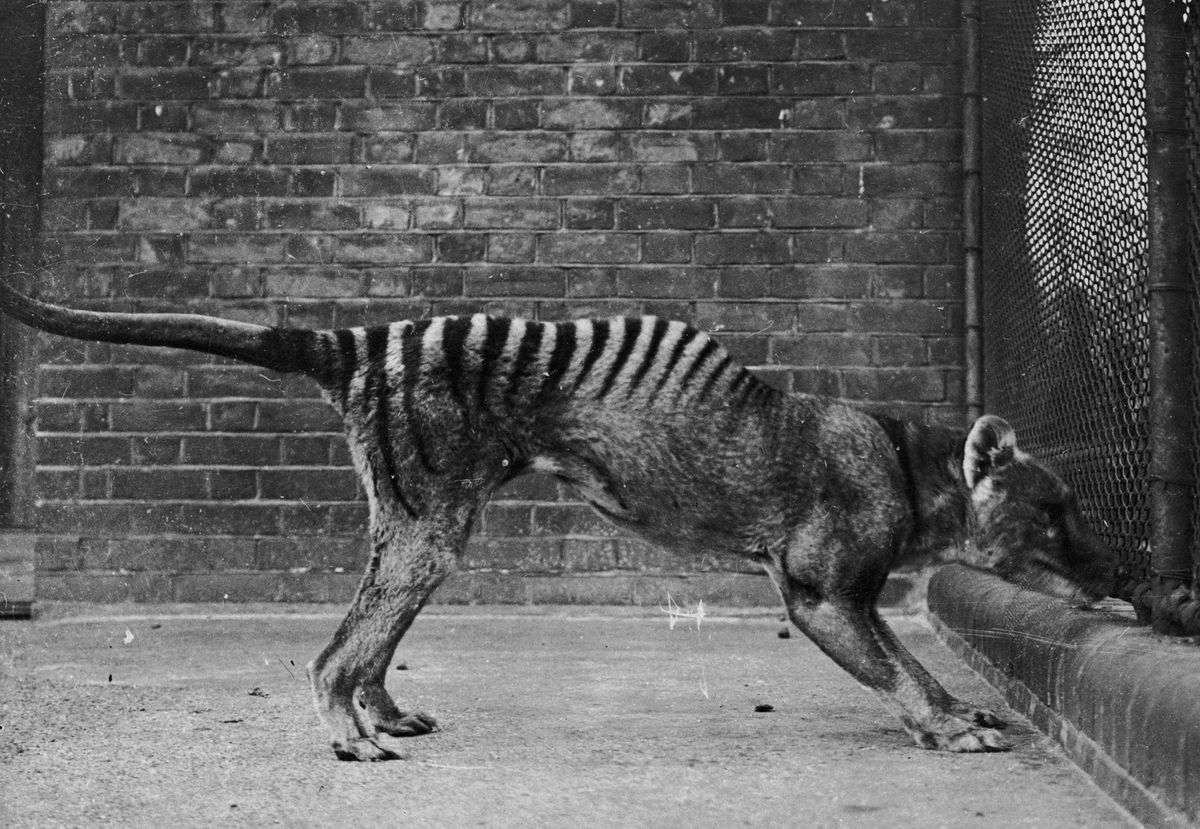 The Tasmanian tiger is among the best known of Australia&#039;s extinct species, but researchers have now revealed the extent of the crisis.