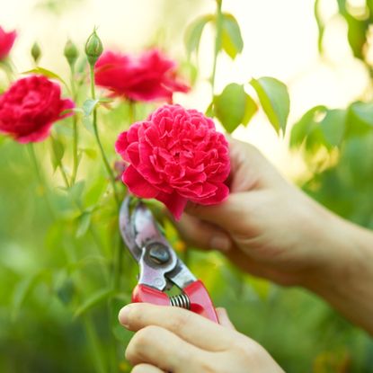 Pruning rose