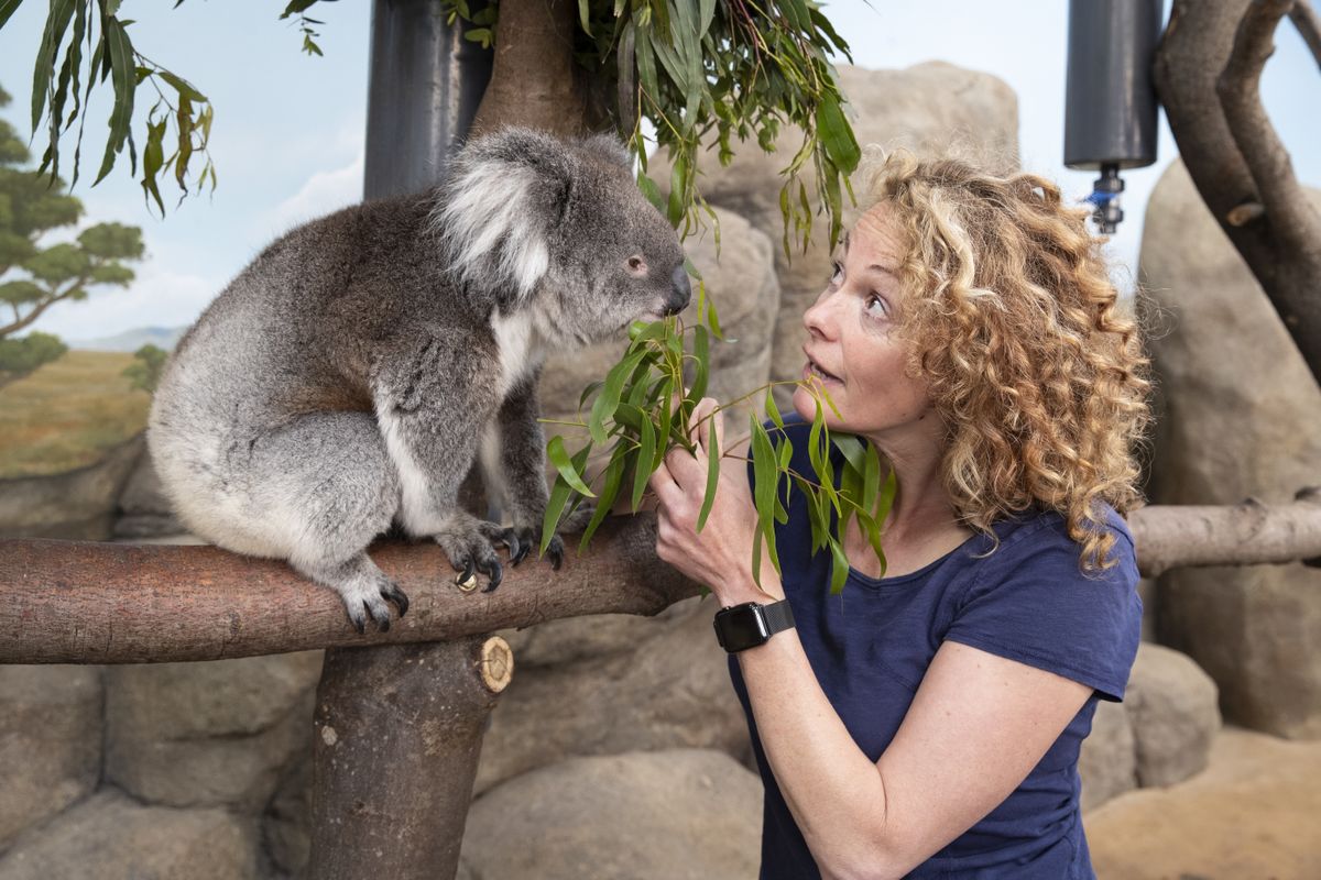 Kate Humble meets a koala