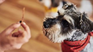 Dog getting a treat