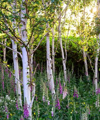 birch trees Betula utilis Jacquemontii growing in woodland display