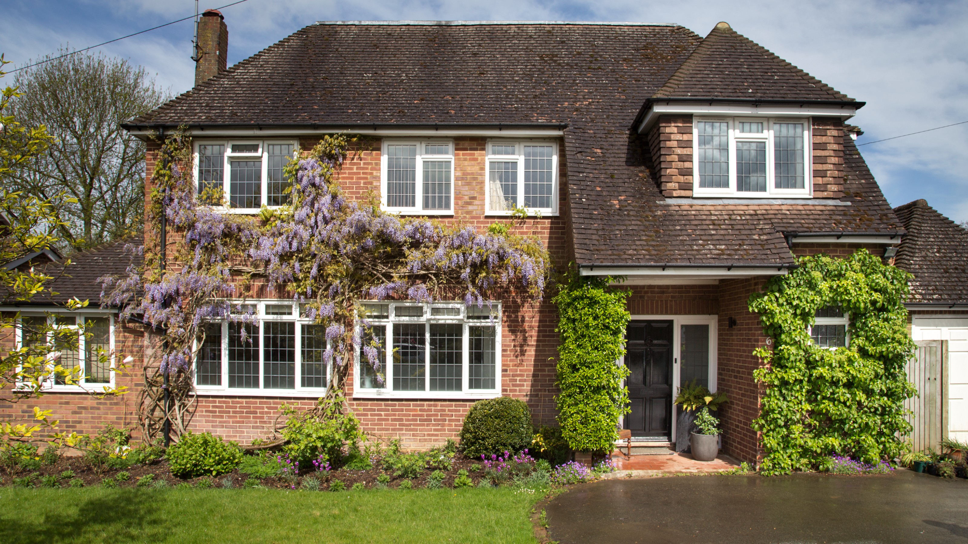 Wisteria growing on wall of house and front garden with lawn and paved driveway area