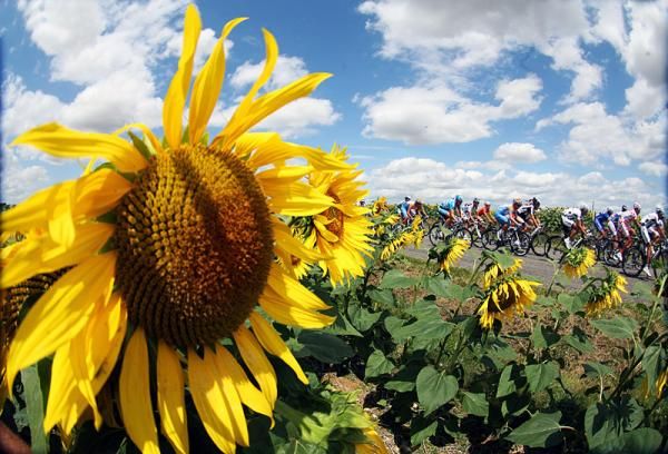 The peloton passes by a field of sunflowers.