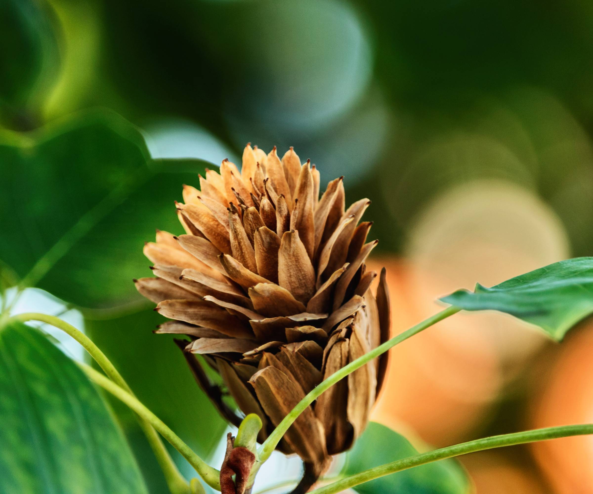 Brown tulip tree seed head on a tree
