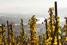 Côte-Rôtie & Condrieu 2021