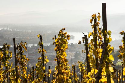 C&ocirc;te-R&ocirc;tie & Condrieu 2021
