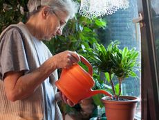 Woman Watering Indoor House Plants With Orange Watering Can
