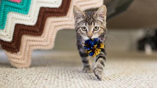 Tabby kitten playing fetch with a metallic blue and gold foil ball