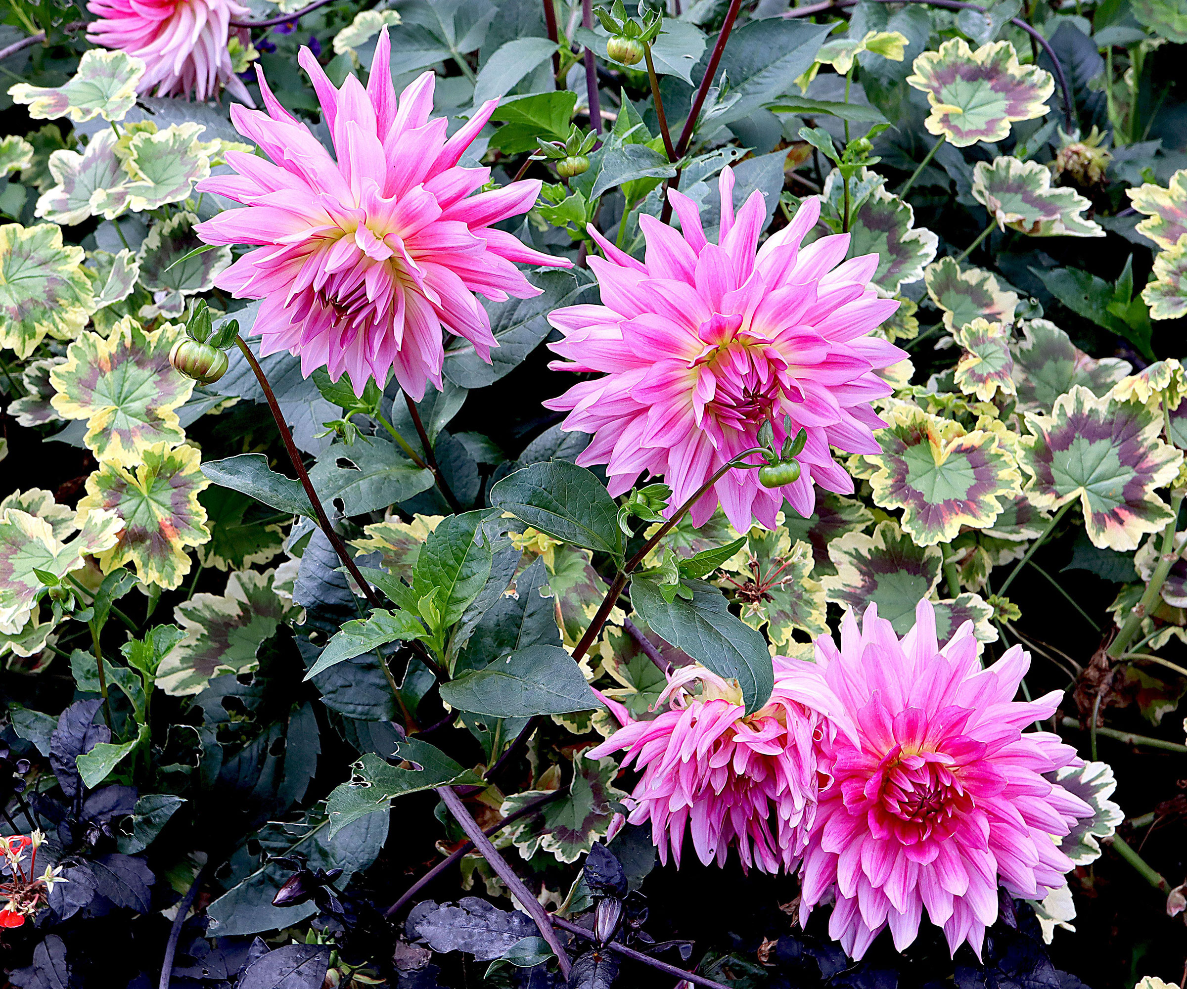 cactus dahlia karma pink corona in bloom