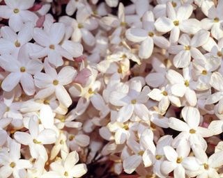 A bushel of white jasmine flowers on a sunny day in close focus