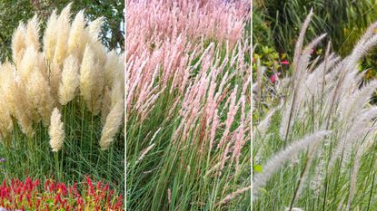 Planting ornamental grasses is so easy. Here are three of these - one bunch of yellow pampas grass with red flowers, one row of pink feather reed grass, and one row of silver maiden grass