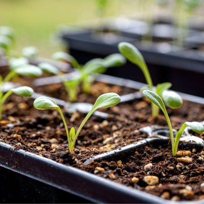 Monty Don's top tip for growing dahlias is a must-try | Ideal Home