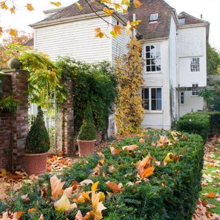Walled garden with autumn leaves and white house