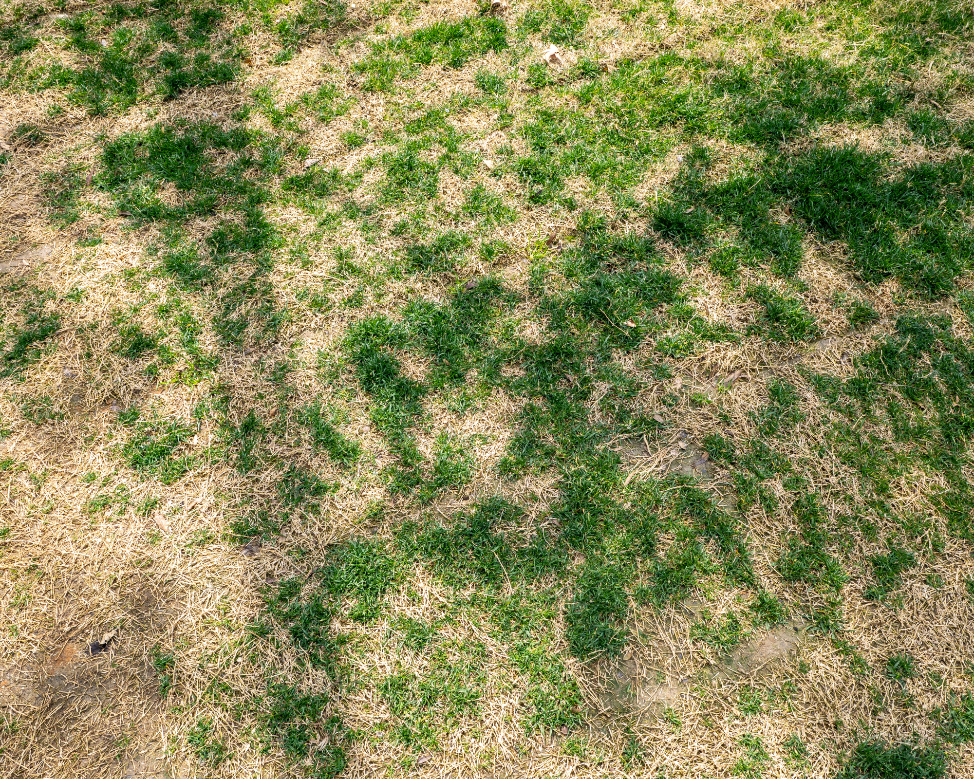 yellowing dying lawn