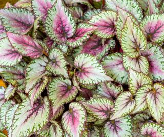 Rex begonia