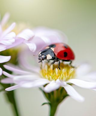 A red and black ladybug sat on top of a purple flower with a yellow middle