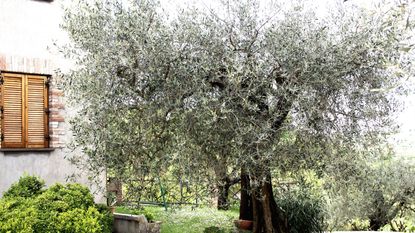 Mediterranean garden style with olive tree