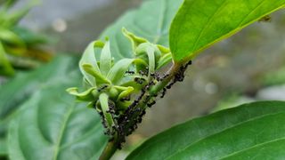 Ants on plants