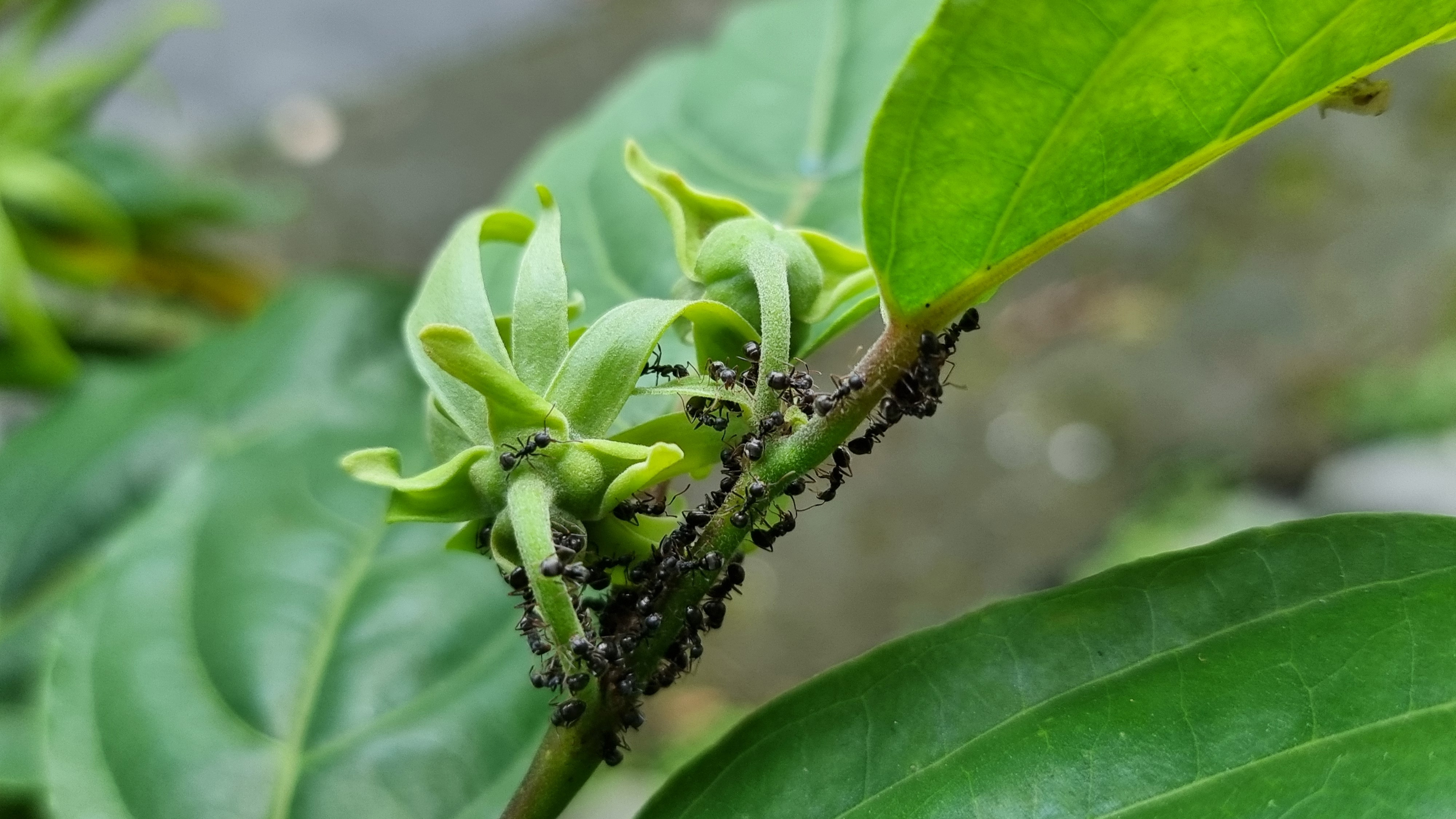 Ants on plants