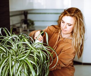 Woman sprays spider plant with spray bottle