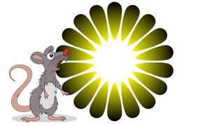 A rat looks at an optical illusion in surprise