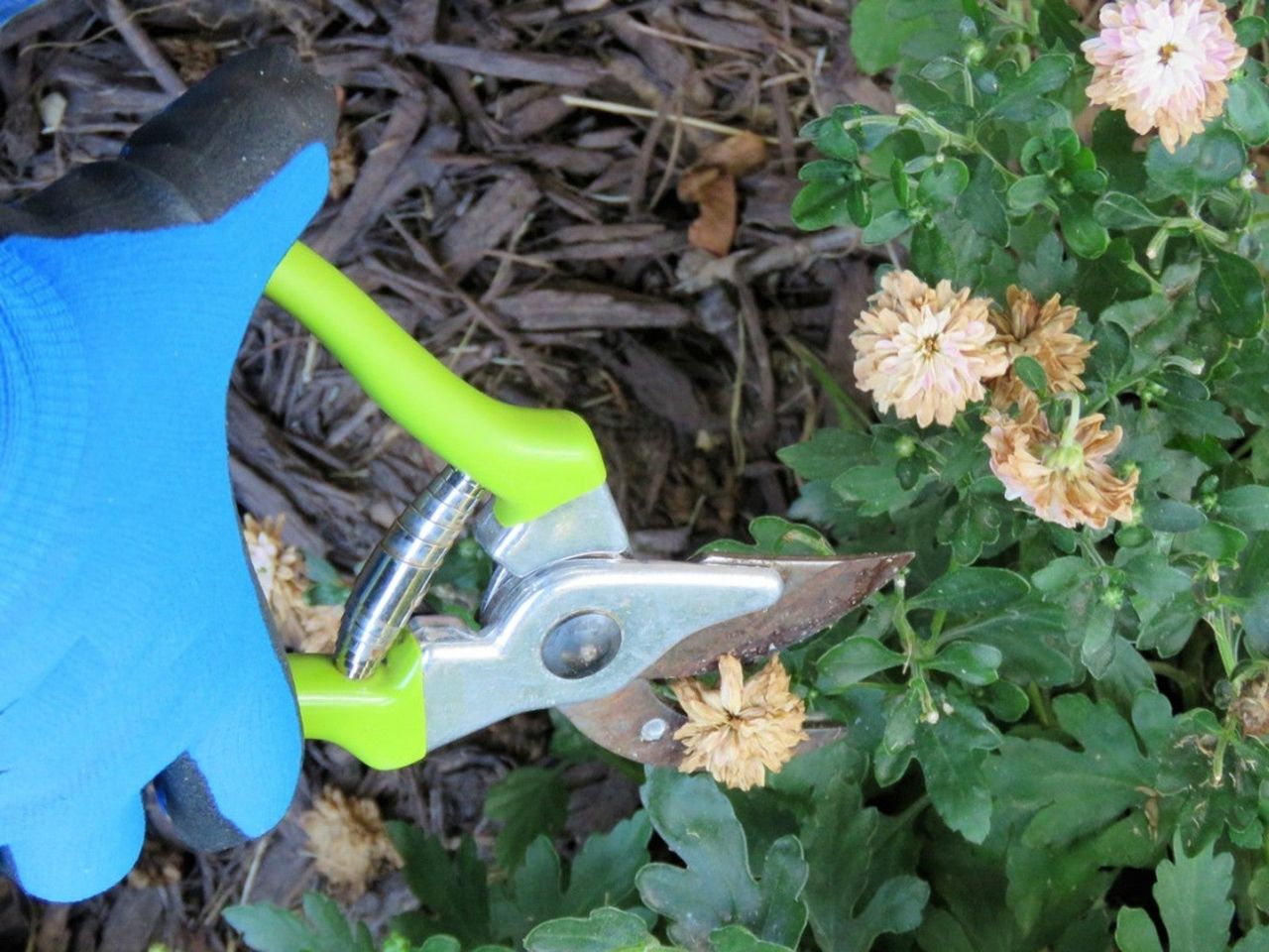 Pruning Chrysanthemums