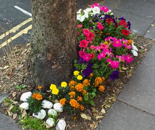 urban tree bed planted with colourful annuals