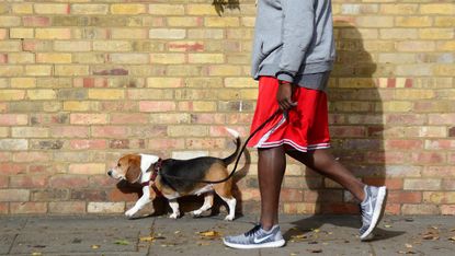 A man walking a beagle