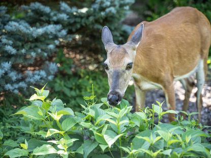 Deer Eating Plants