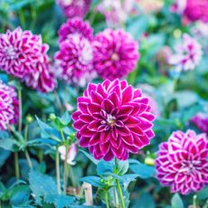 frilly pink dahlias in a garden border