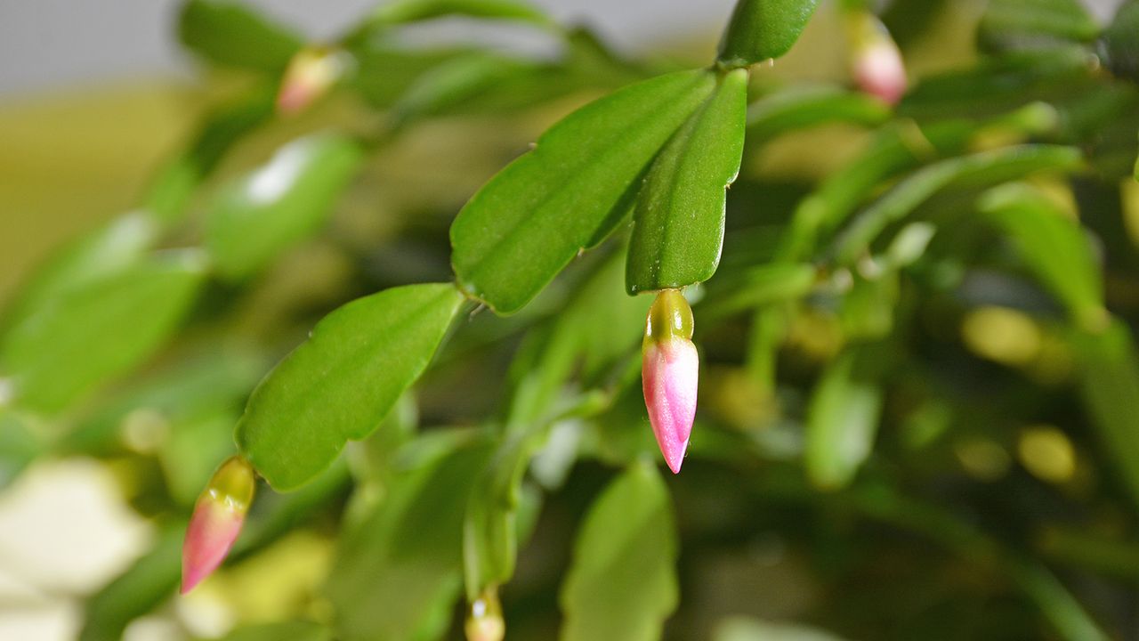 Christmas cactus flower buds